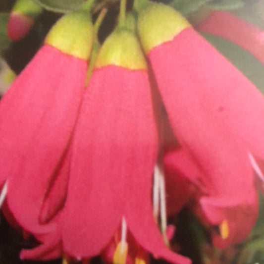 Correa Adorabell Winter Bells