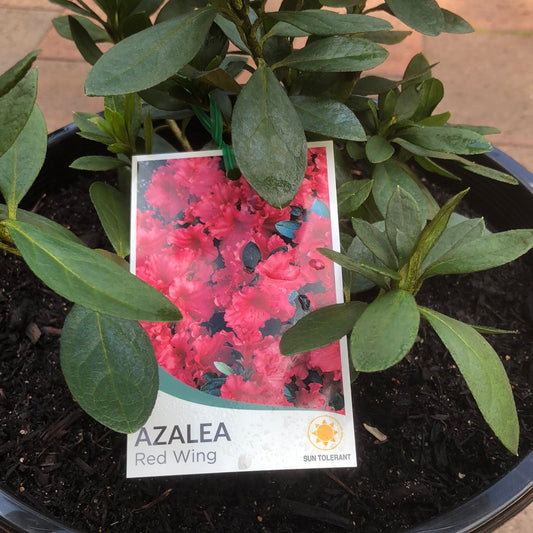 Azalea Red Wing