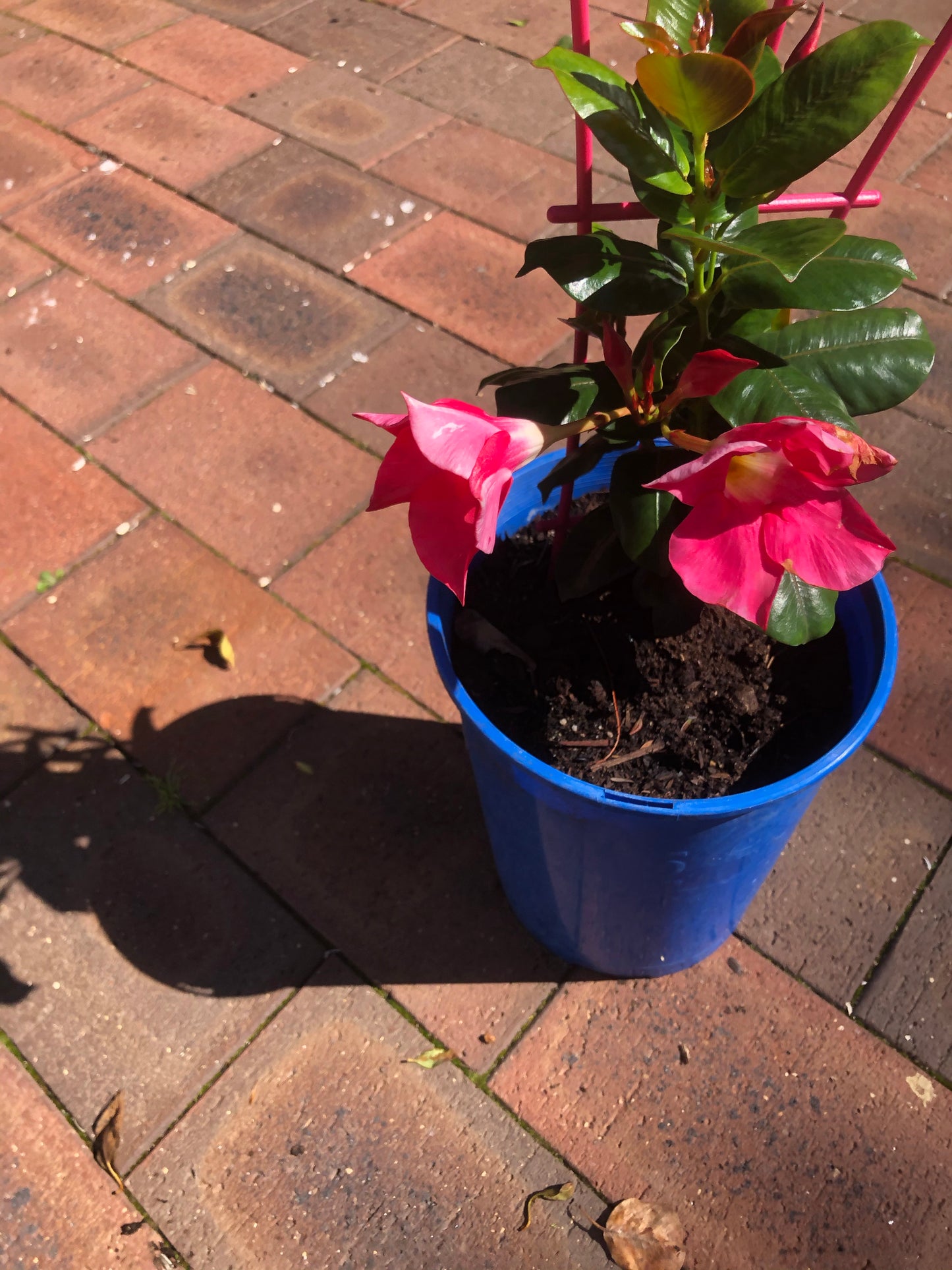 Dipladenia Red Riding Hood