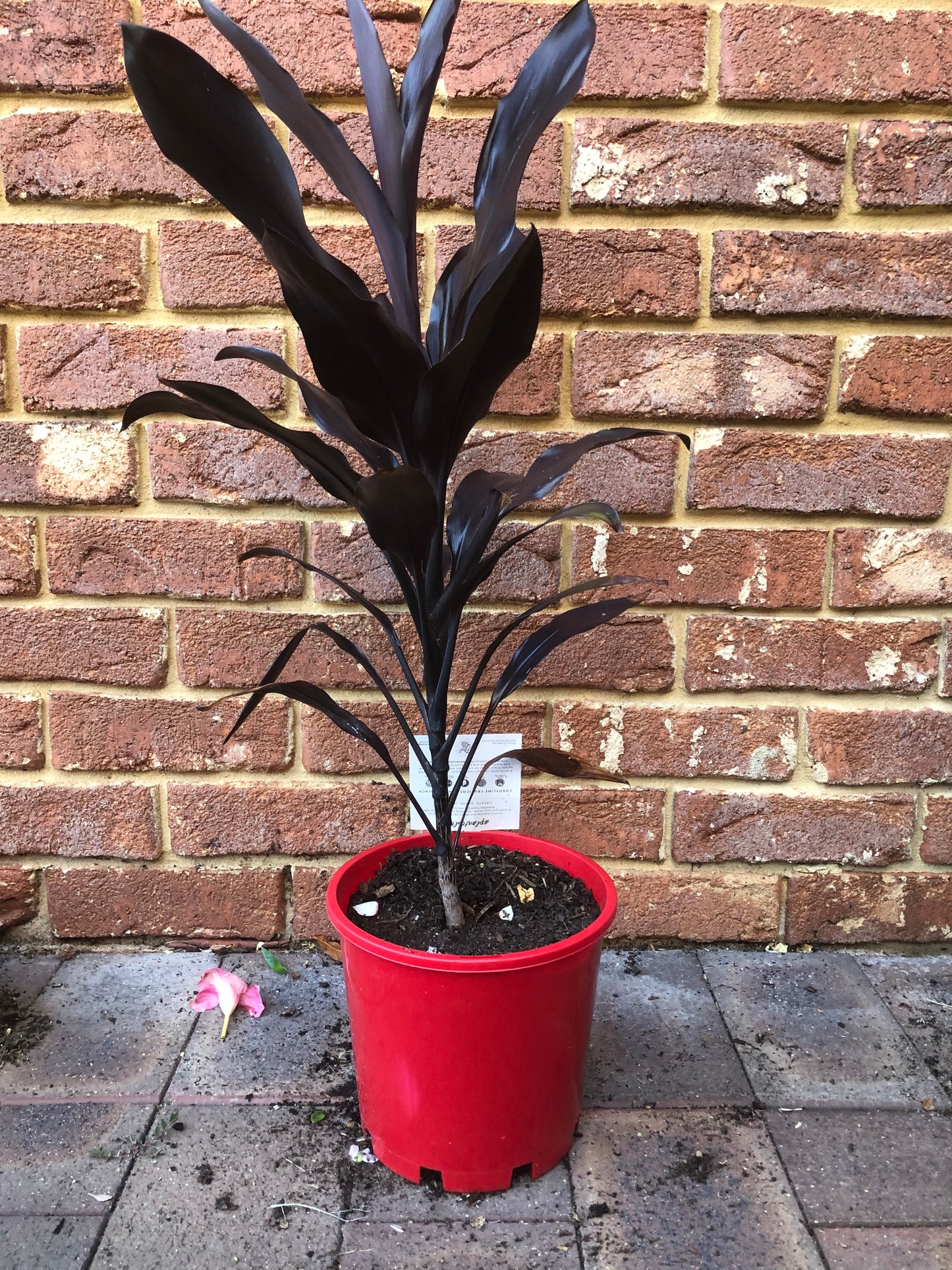 Cordyline Caruba Black
