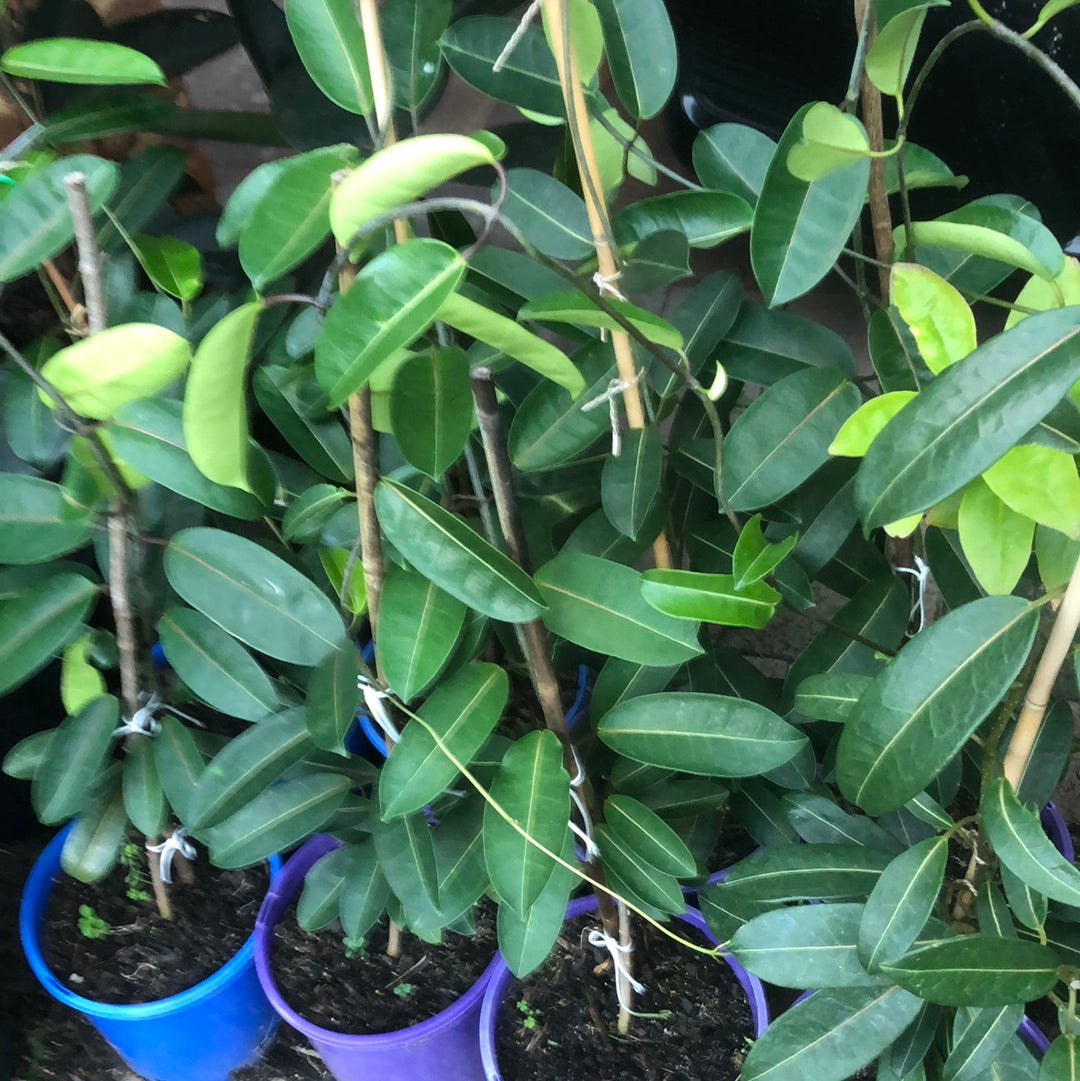 Stephanotis Floribanda