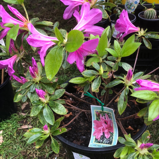 Azalea Easter Delight