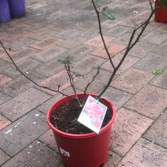 Rose Hybrid Tea Candy Stripe