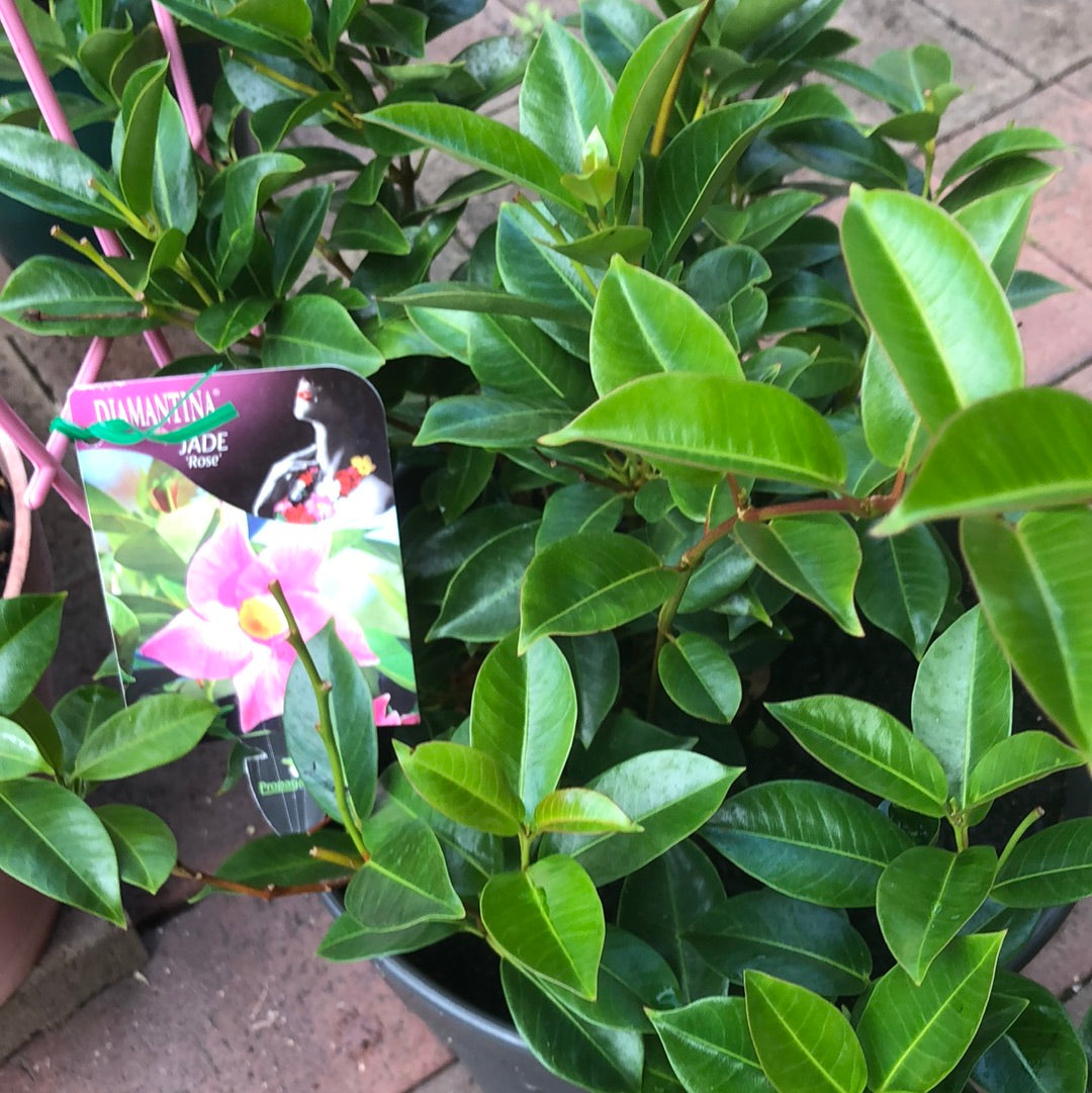 Diamantina Jade Rose (Mandevilla Sanderi)