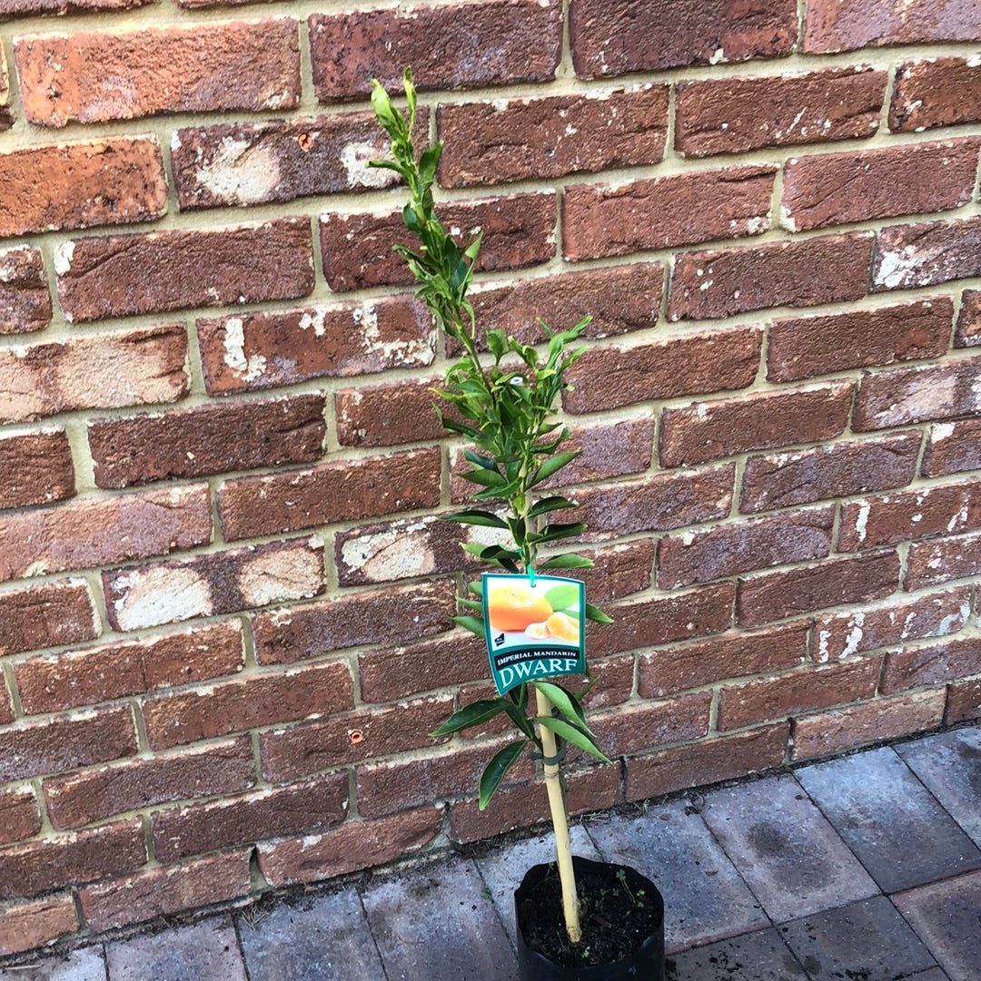Mandarin Imperial Citrus Reticulata Semi Dwarf