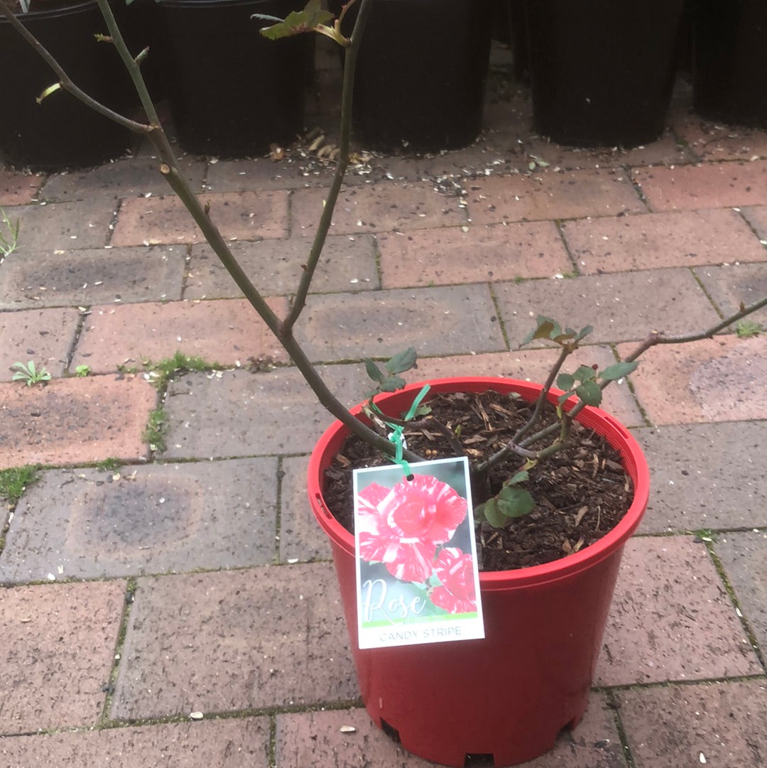 Rose Hybrid Tea Candy Stripe