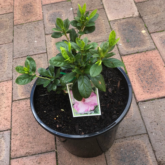 Azalea Evonne Goolagong