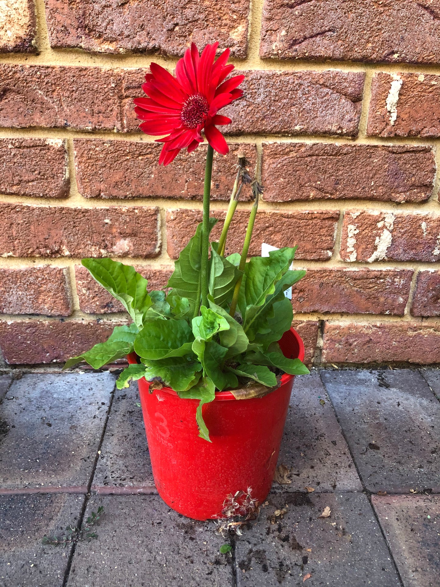Gerbera Bright Pink