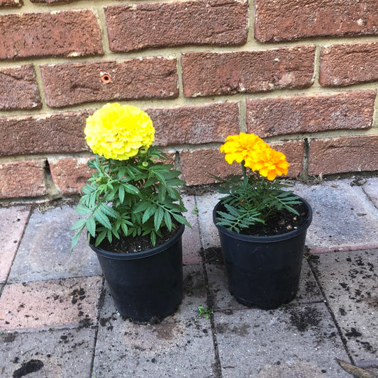 Marigolds