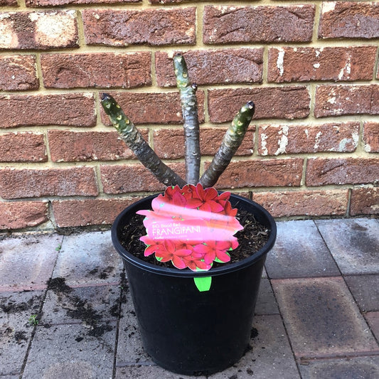 Frangipani Big Blood Red