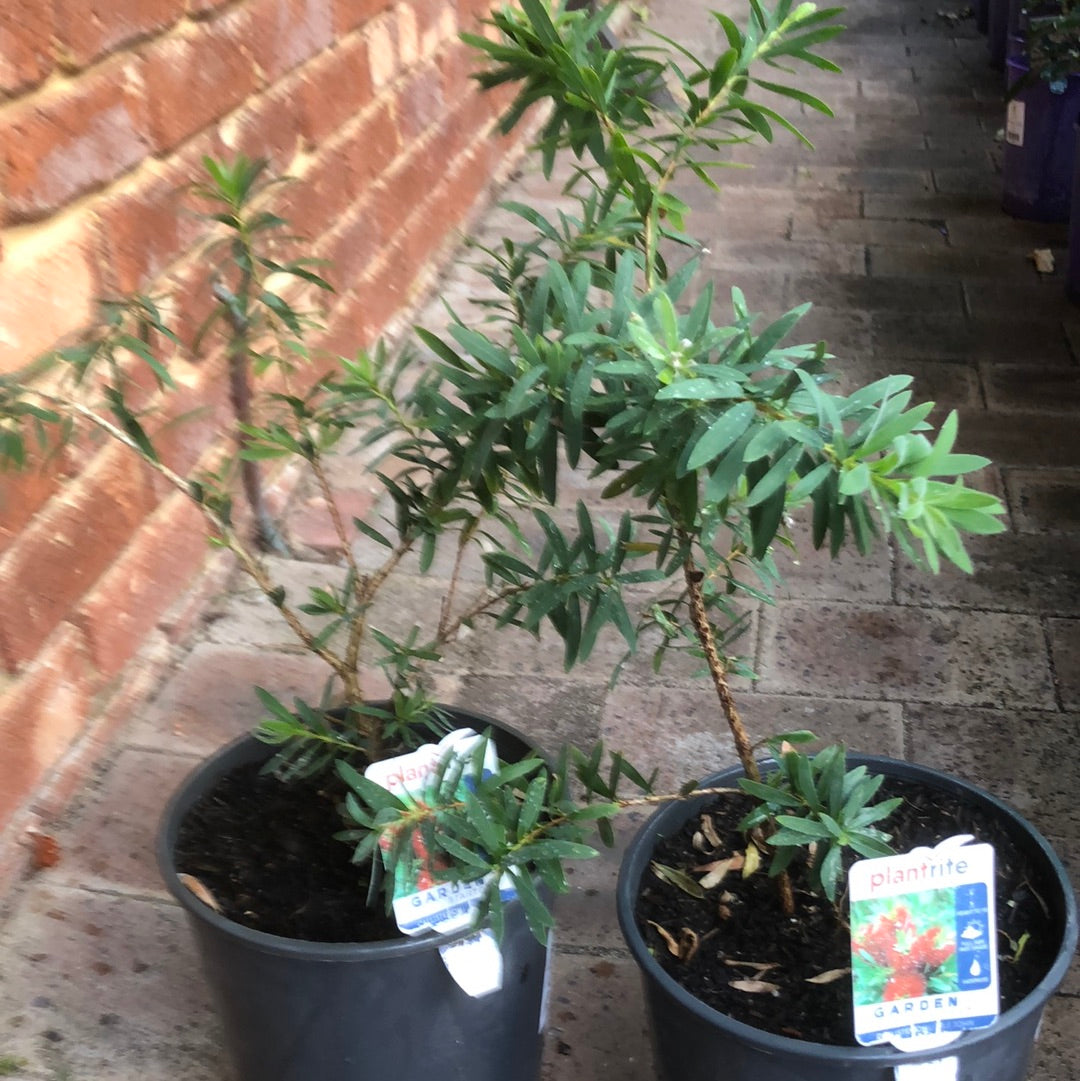 Callistemon Little John