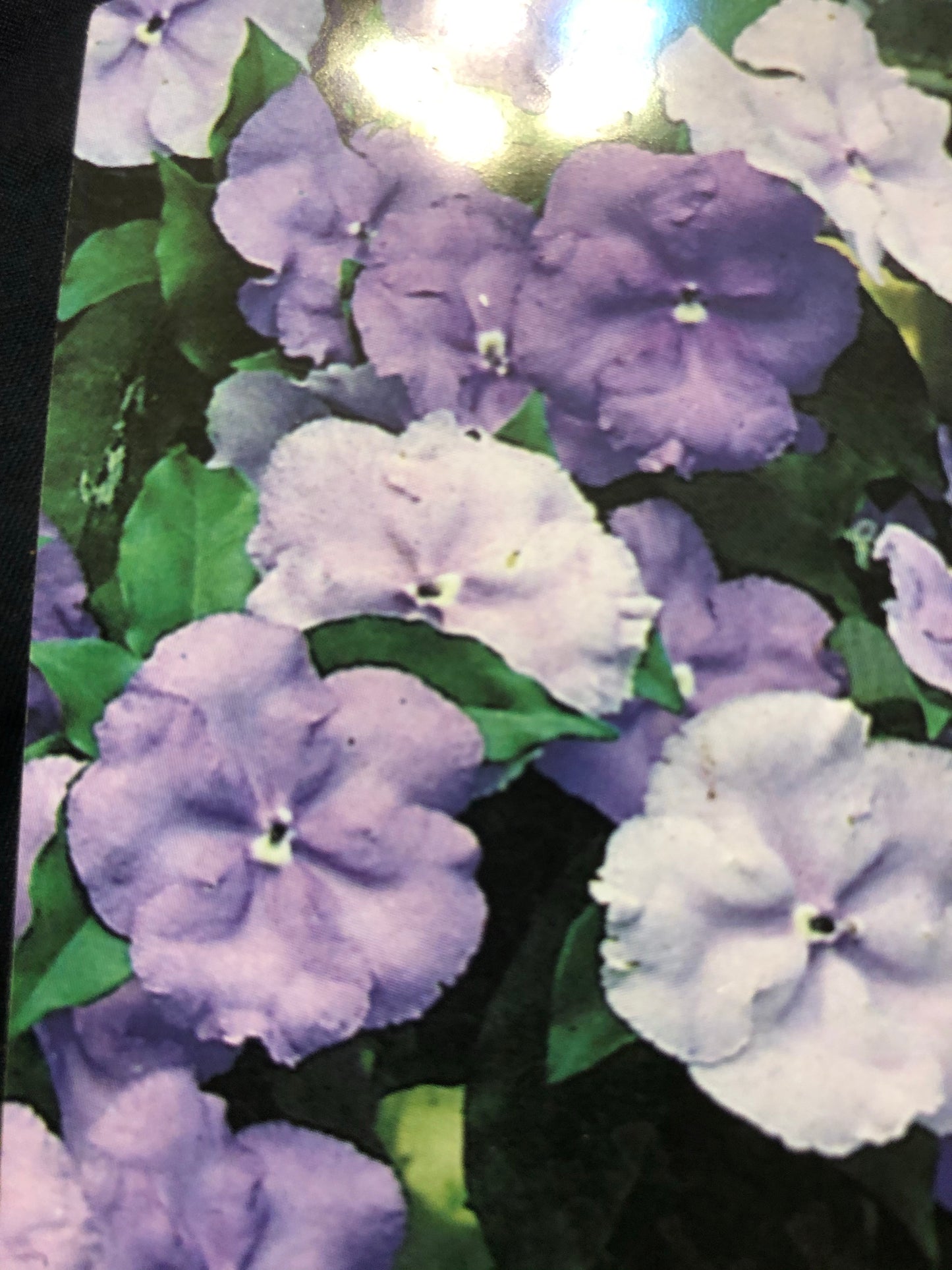 Brunfelsia Latifolia (Sweet and Petite)