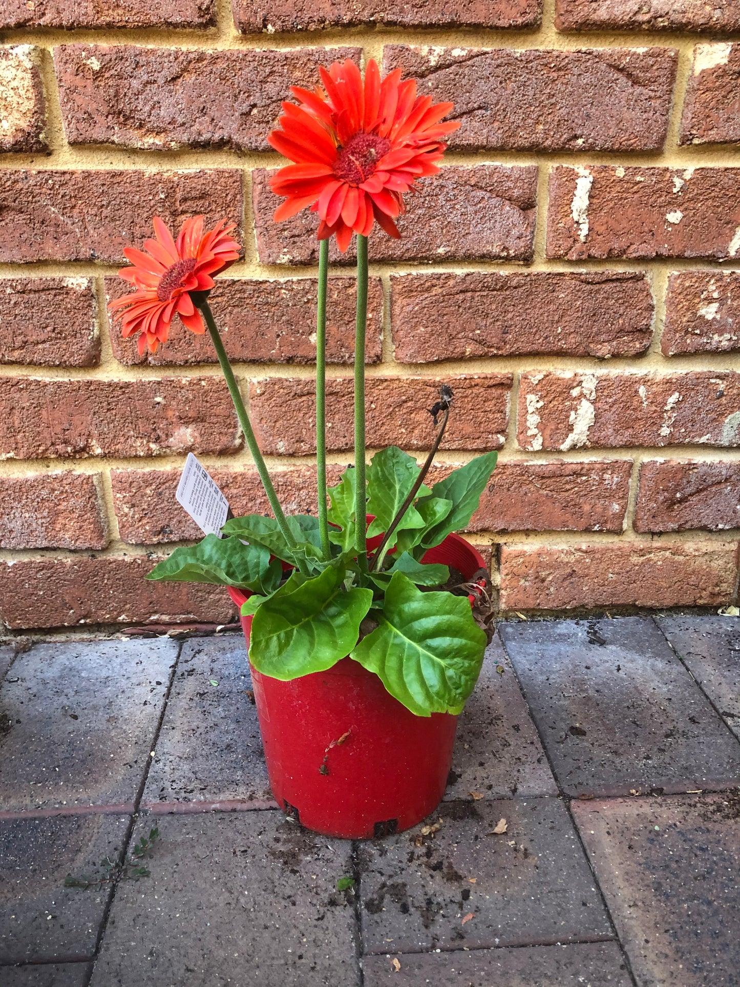 Gerbera Bright Pink