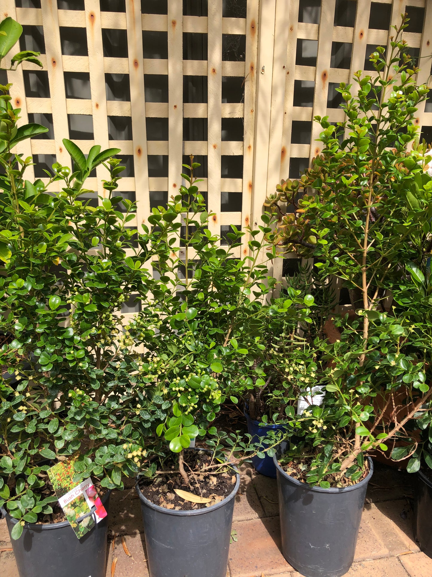 Syzygium Bush Cherry