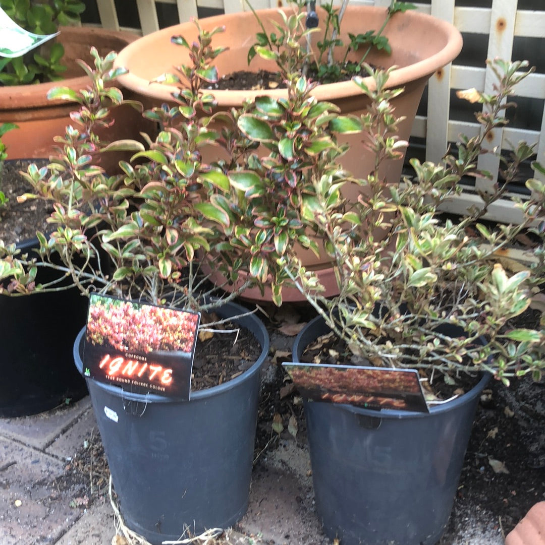 Coprosma Ignite