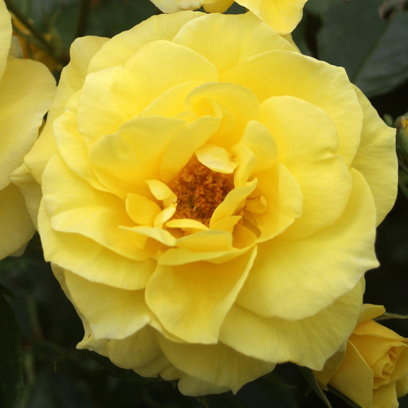 Rose Floribunda Friesia