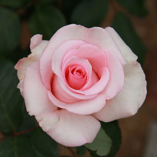 Rose Hybrid Tea Flamingo