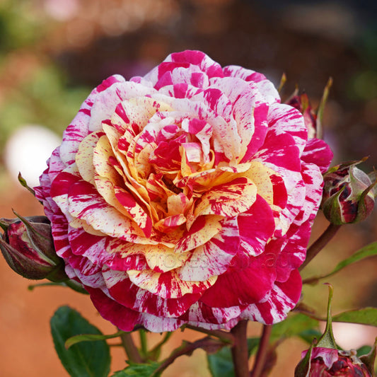 Rose It's Magic Floribunda