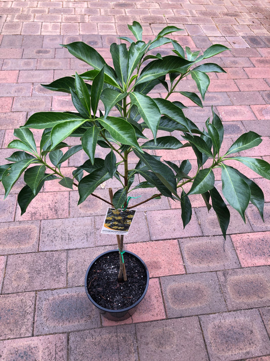 Frangipani Hymenosporum (Australian Native)