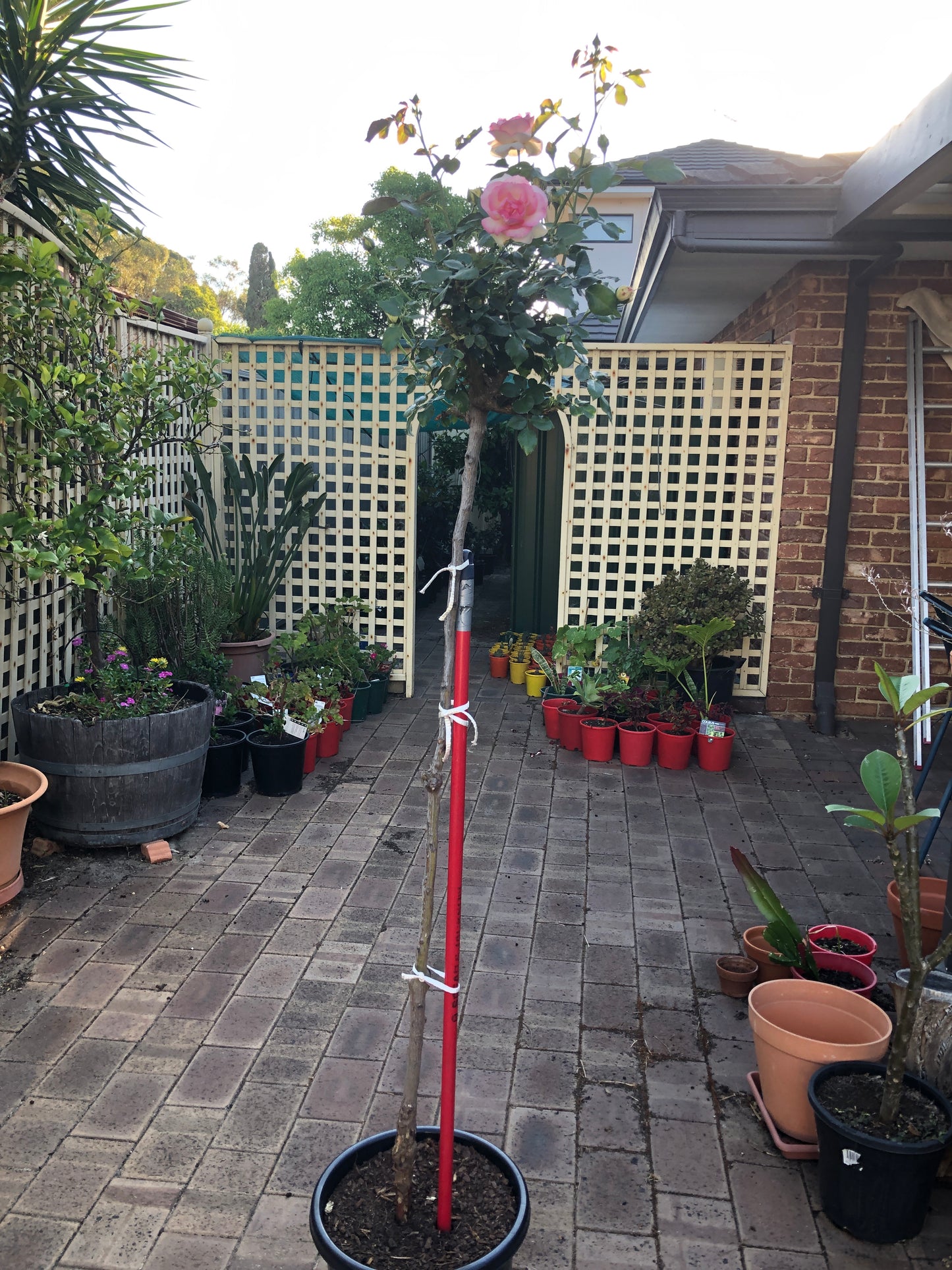 Standard Rose – Lydone Garden