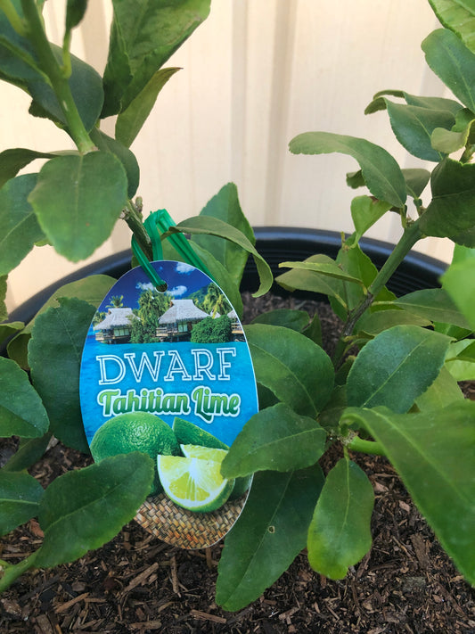 Lime Tahitian Dwarf