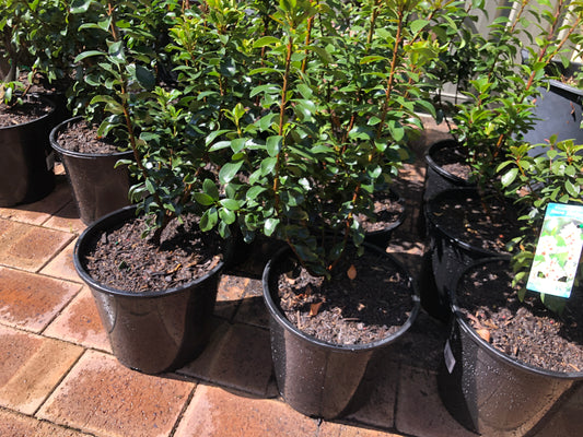 Rhaphiolepis Snow Maiden