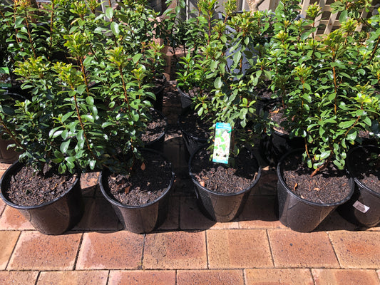 Rhaphiolepis Snow Maiden