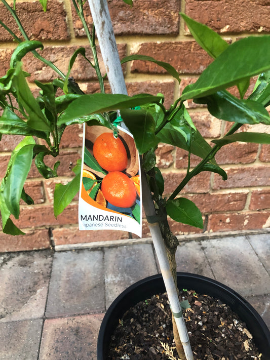 Mandarin Japanese Seedless Semi Dwarf