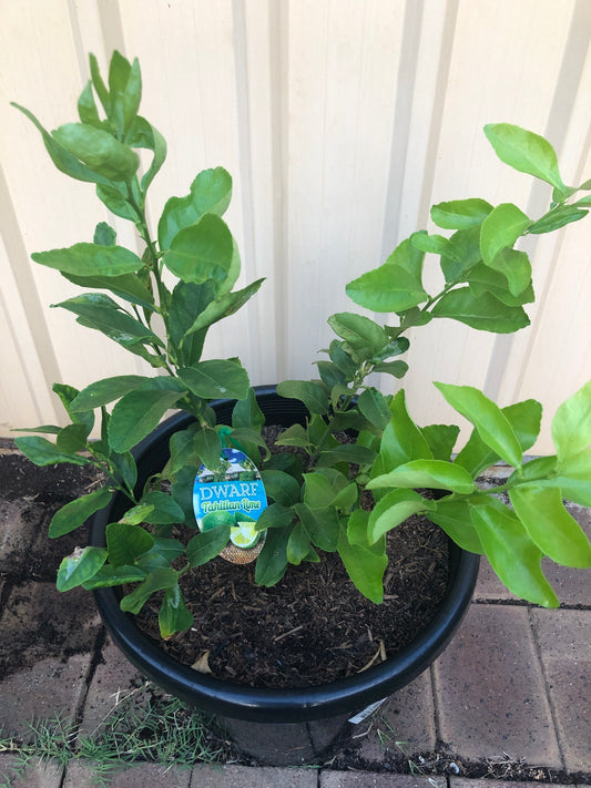 Lime Tahitian Dwarf