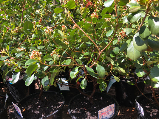 Rhaphiolepis Oriental Pearl