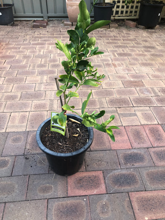 Lime Tahitian Semi-Dwarf