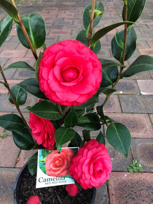 Camellia Red Red Rose