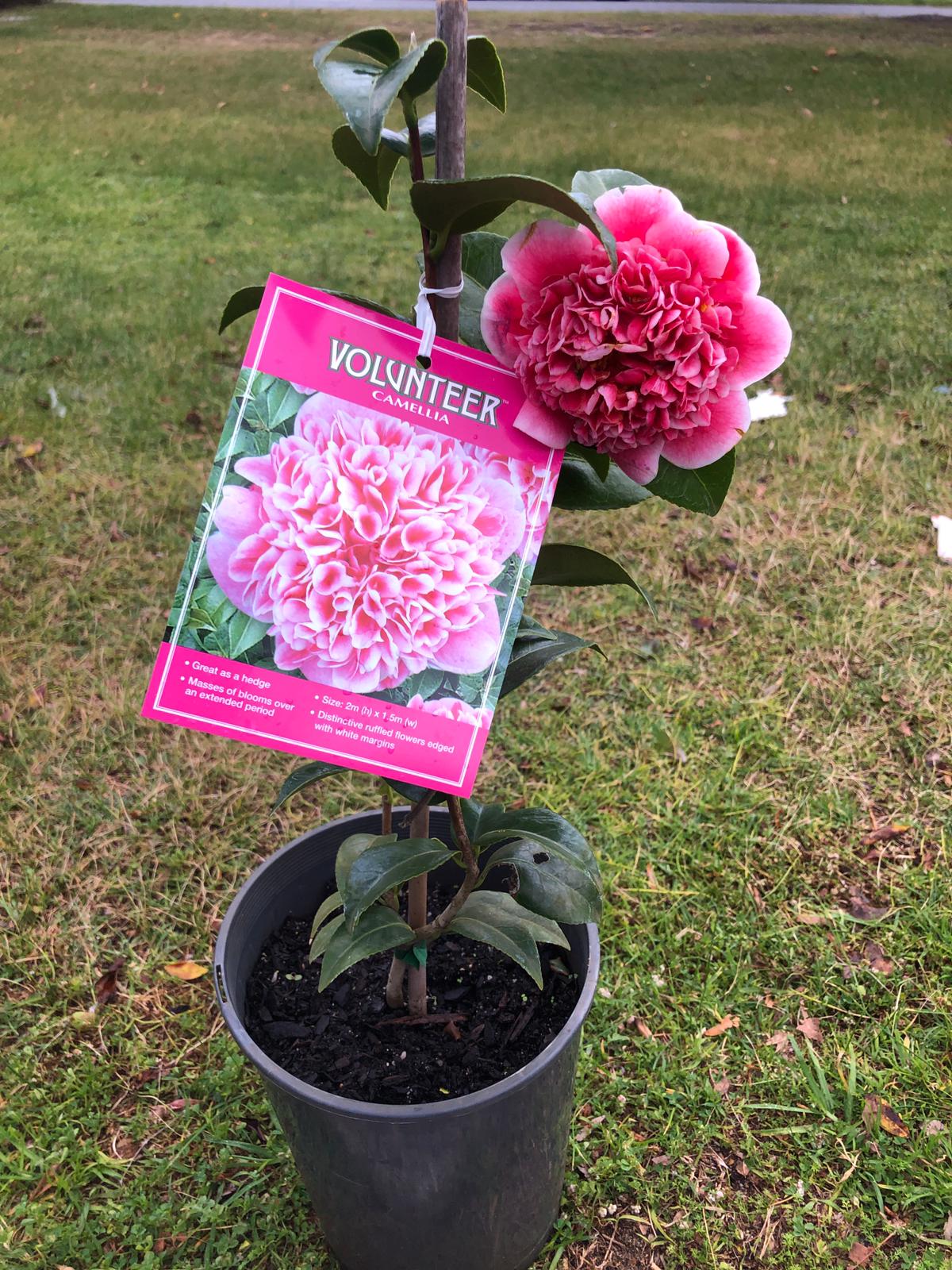 Camellia Volanteer