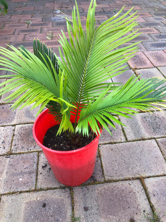 Cycas Revoluta