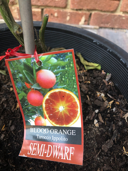 Orange Blood Tarocco Ippolito - Semi Dwarf