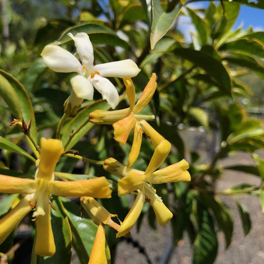 Frangipani Hymenosporum (Australian Native)