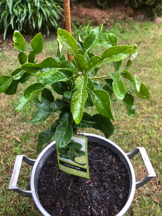Lime Kaffir Semi-Darf