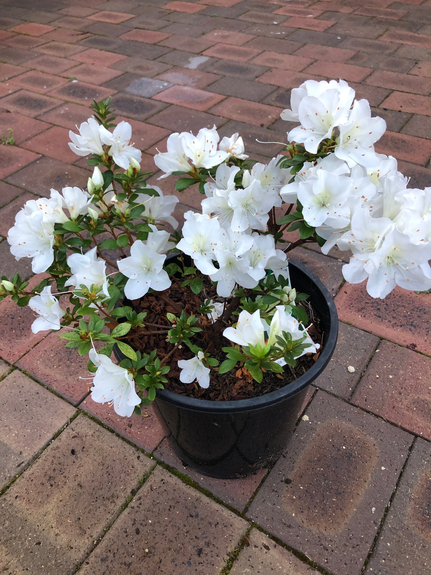 Azalea White Bouquet