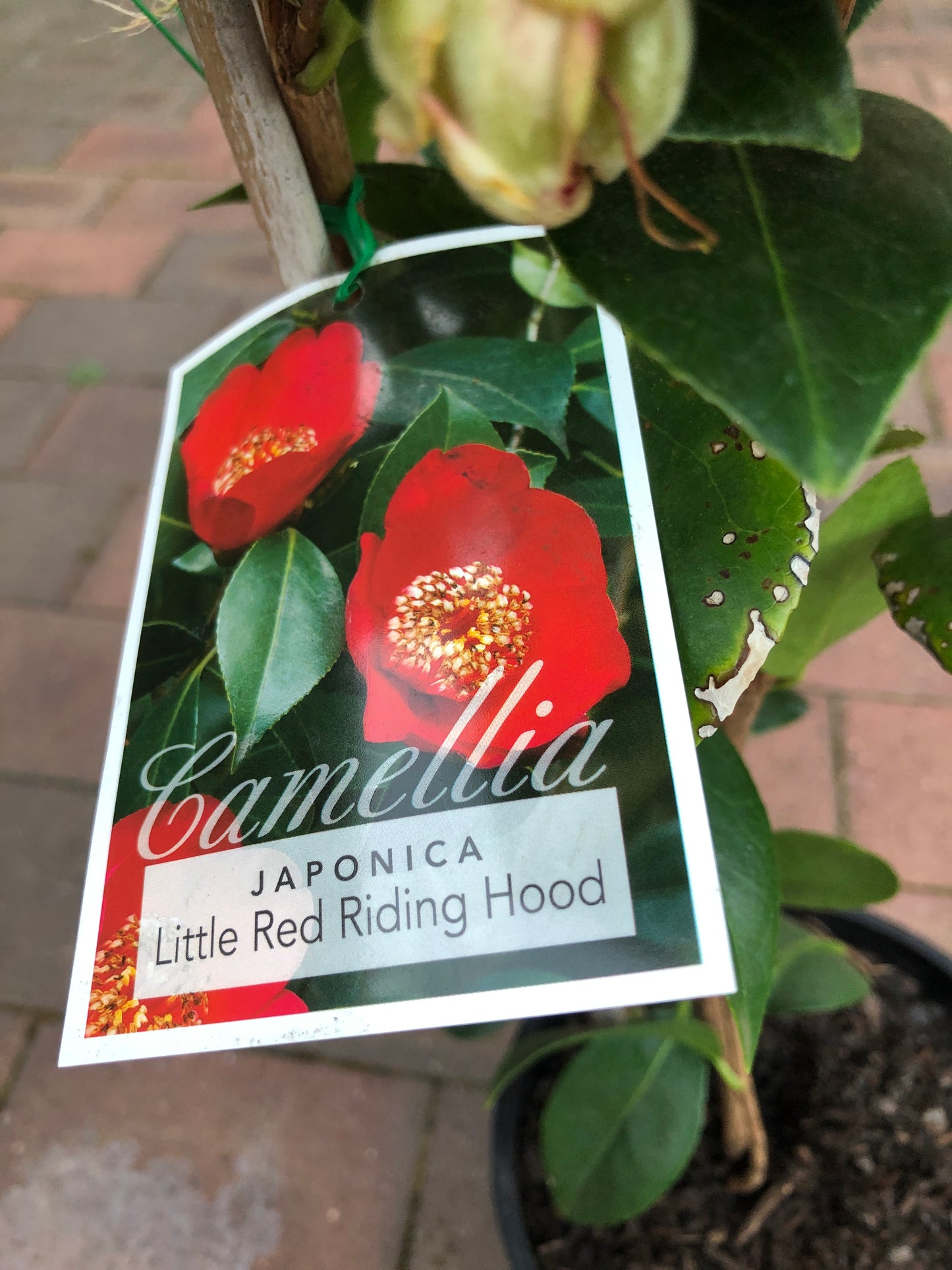 Camellia Little Red Riding Hood