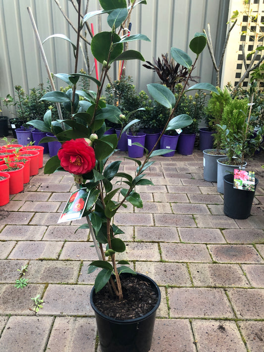 Camellia Little Red Riding Hood