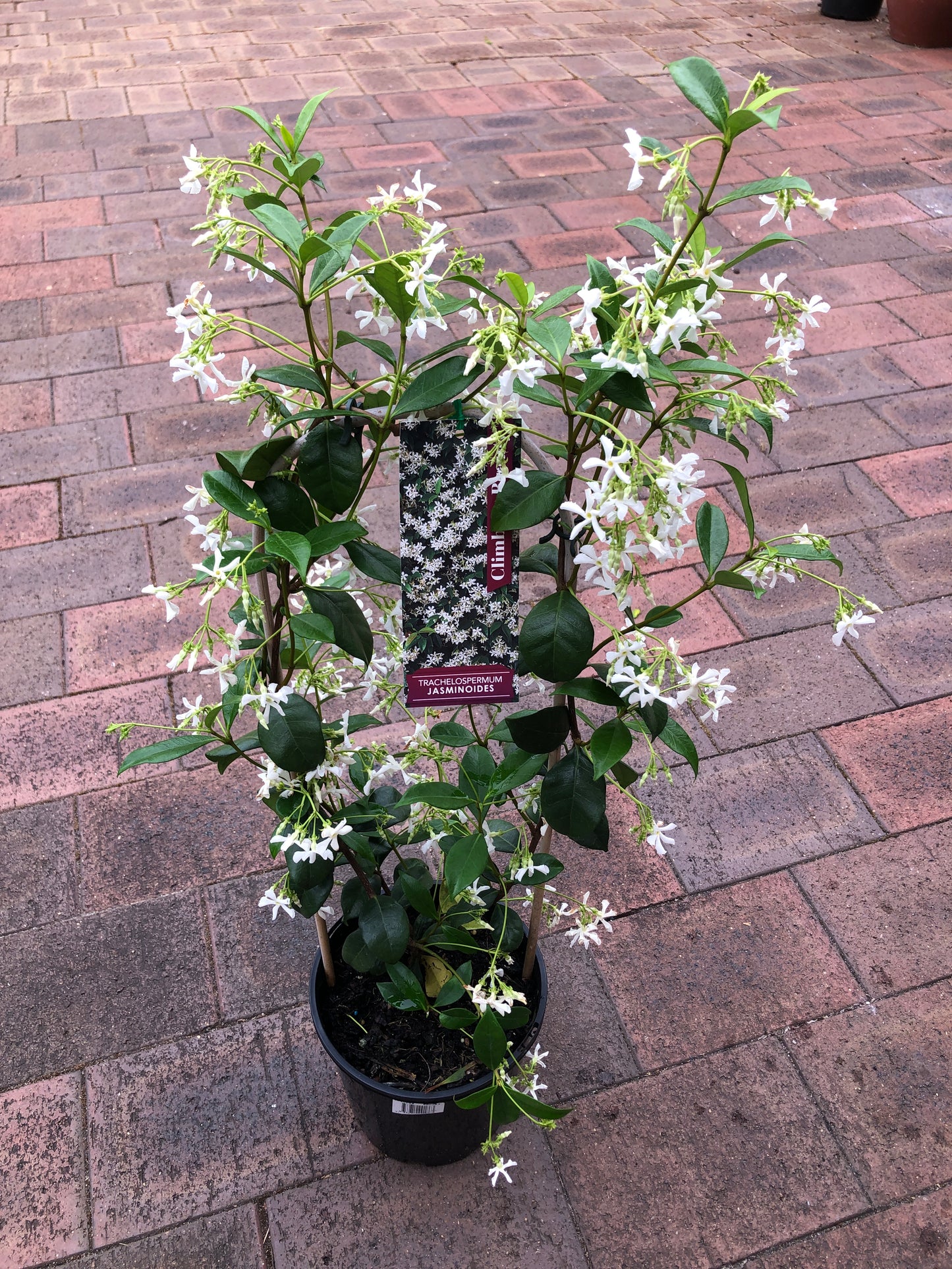 Trachelospermum Chinese Star Jasmine