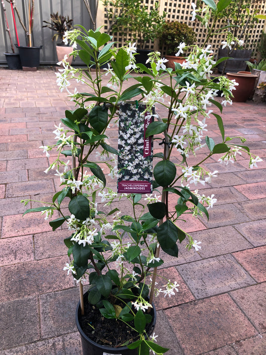 Trachelospermum Chinese Star Jasmine