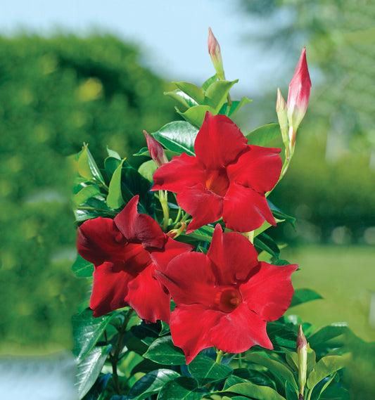 Mandevilla Dipladenia Opale Grenat