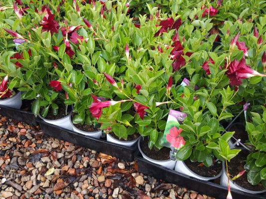 Mandevilla Dipladenia Opale Grenat