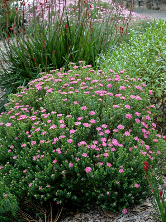 Pimelea Ferruginea Pink Rice Flower