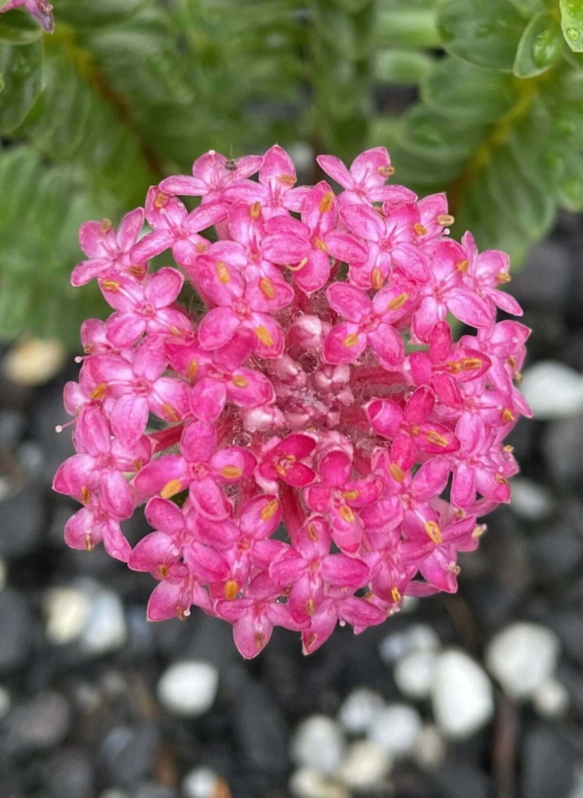 Pimelea Ferruginea Pink Rice Flower
