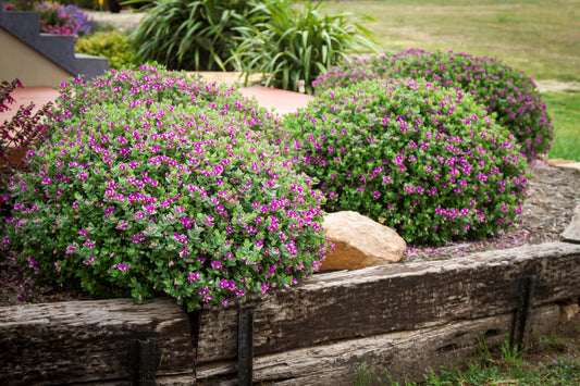 Polygala Myrtifolia Little Polly