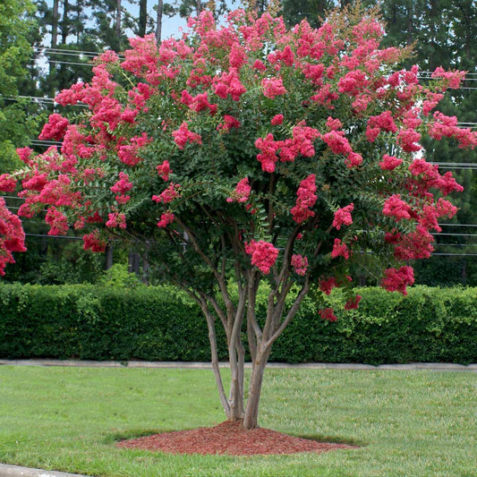 Lagerstroemia Tuscarora Crape Myrtle