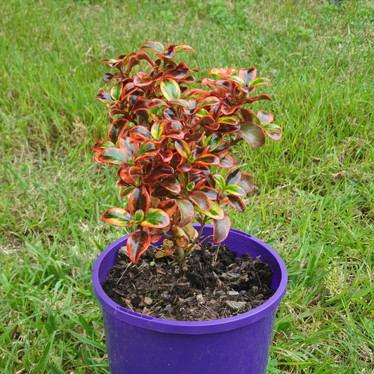 Coprosma Ignite