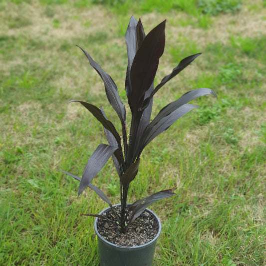Cordyline Caruba Black